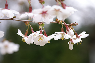 富士桜